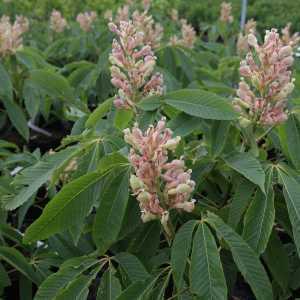 Aesculus Neglecta Autumn Fire |  Yellow Horse Chestnut Tree