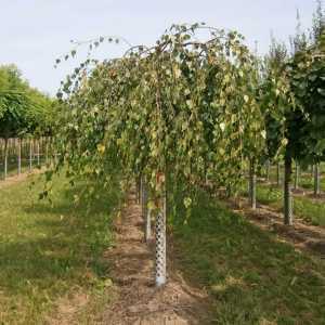 Betula pendula 'Youngii' 15L half standard