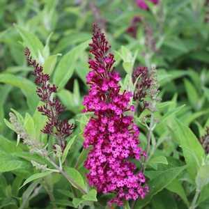 Buddleia Davidii 