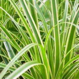 Carex Oshimensis EverColor® Evercream