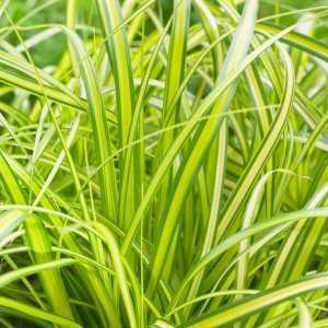 Carex Oshimensis EverColor® Eversheen