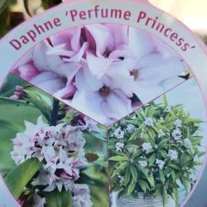 Daphne Perfume Princess