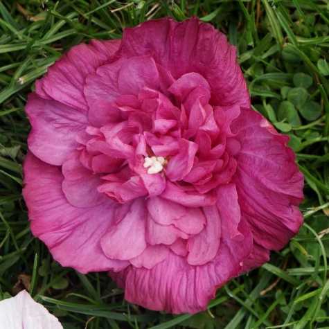 Hibiscus Syriacus Magenta Chiffon