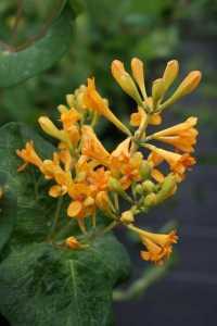 Lonicera brownii GOLDEN TRUMPET