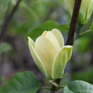Magnolia brooklynensis Yellow Bird'
