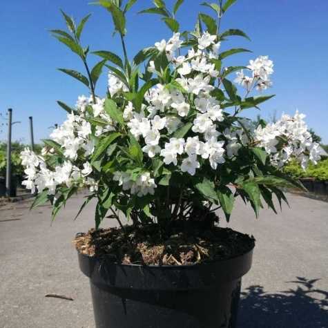 Deutzia Purpurascens Kalmiiflora