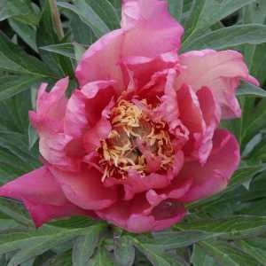 Peony (Paeonia) ITOH Intersectional Old Rose Dandy