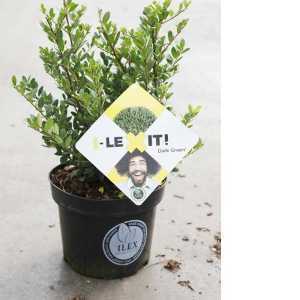 Ilex Crenata Dark Green Hedging Plant