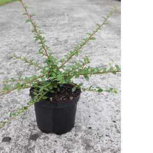 Cotoneaster Suecicus Coral Beauty