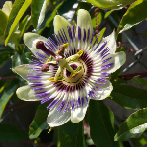 Passiflora Caerulea Clear Sky Trellis Climber 20ltr