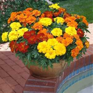 French Marigold Mixed 10 Per Pack
