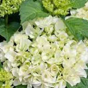 Hydrangea Macrophylla 