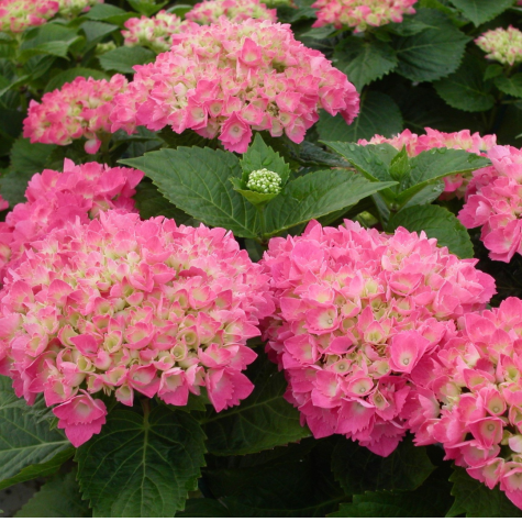 Hydrangea Macrophylla Red Baron