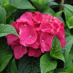 Hydrangea Macrophylla Red Baron