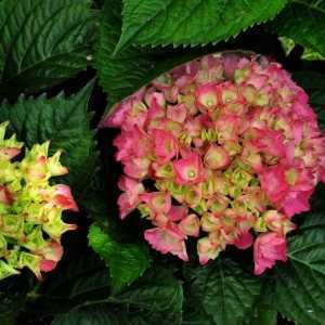 Hydrangea Macrophylla Red Baron