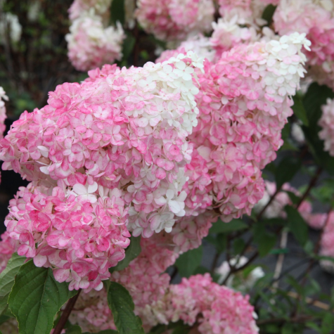 Hydrangea Paniculata Vanille Fraise