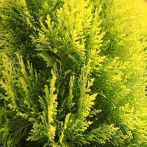 Platycladus Orientalis Pyramidalis Aurea (Thuja)