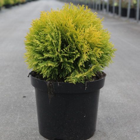 Thuja Occidentalis Amber Glow