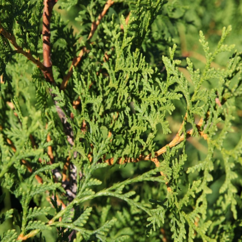 Thuja Occidentalis Brabant