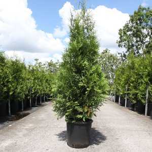 Thuja Occidentalis Brabant