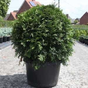 Thuja Occidentalis Brabant Ball 50-60cm