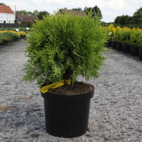 Thuja Occidentalis Danica Aurea