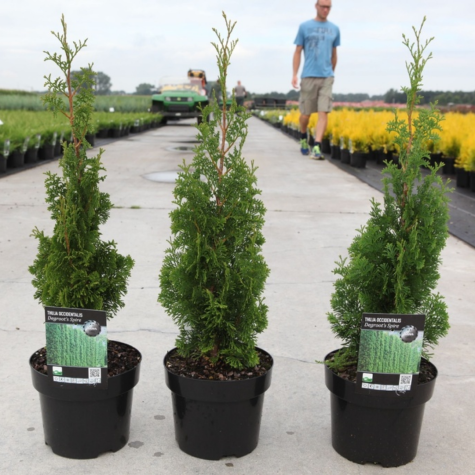 Thuja Occidentalis Degroots Spire