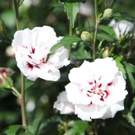 Hibiscus Syriacus Lady Stanley Rose of Sharon
