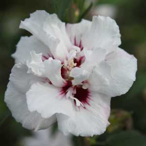 Hibiscus Syriacus Lady Stanley Rose of Sharon