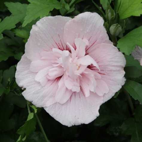 Hibiscus Syriacus Pink Chiffon Rose of Sharon