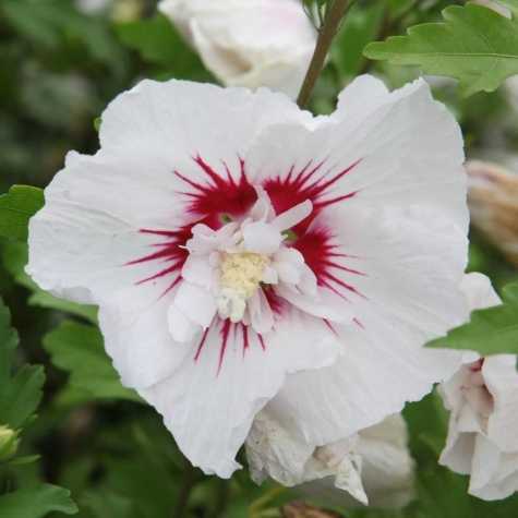 Hibiscus Syriacus Red Heart Rose of Sharon