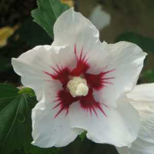 Hibiscus Syriacus Red Heart Rose of Sharon
