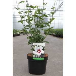 Hibiscus Syriacus Red Heart Rose of Sharon