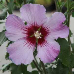 Hibiscus Syriacus Rosso Rose of Sharon