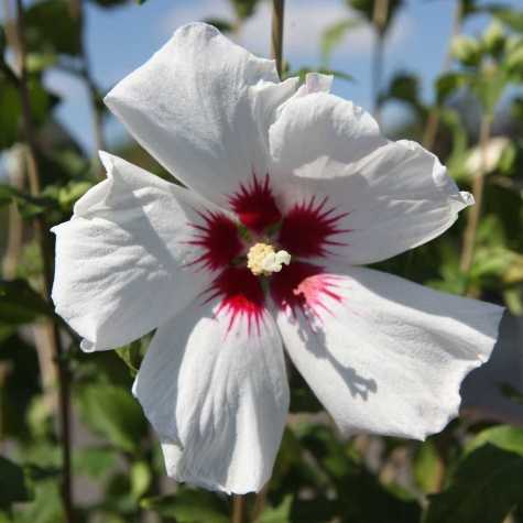 Hibiscus Syriacus Shintaeyang Rose of Sharon