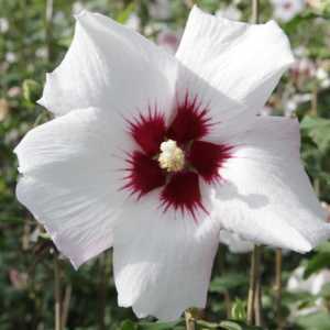 Hibiscus Syriacus Shintaeyang Rose of Sharon