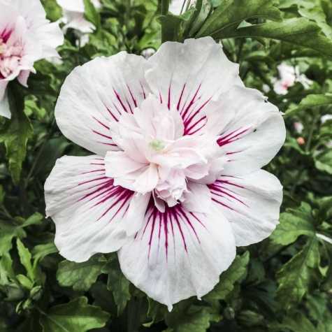 Hibiscus Syriacus Starburst Chiffon