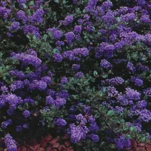 Ceanothus Blue Sapphire Californian Lilac