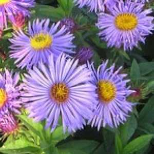 Aster Barrs Blue