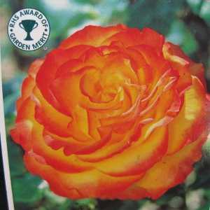 Tequila Sunrise Hybrid Tea Rose