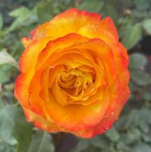 Tequila Sunrise Hybrid Tea Rose