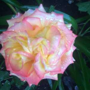 Tequila Sunrise Hybrid Tea Rose