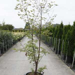 Acer Campestre Field Maple