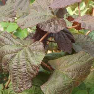 Corylus Avellana Red Majestic Purple Corkscrew Hazel