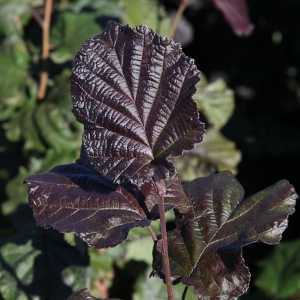 Corylus Maxima Purpurea Purple Hazel