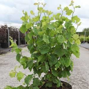 Corylus Avellana Twister Dwarf Contorted Hazel
