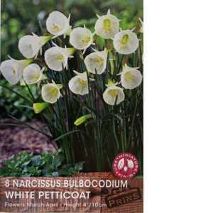 Narcissus Bulbocodium White Petticoat Bulbs 8 Per Pack