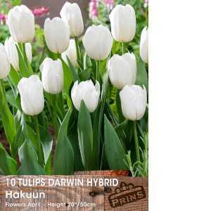 Tulip Bulbs Darwin Hybrid Hakuun 10 Per Packl