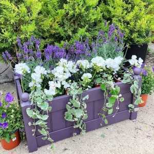 AFK Garden - Classic Painted Troughs Lavender 26 Inch