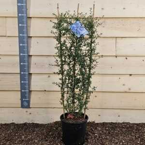 Ceanothus Italian Skies 10ltr 1-1.2M Trellis